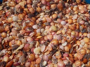 UpcloseColorfulScallops3